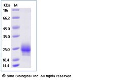 Sino Biological Recombinant Human TSLP Protein (His Tag), Amine-Labeled
