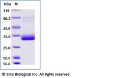 Sino Biological Recombinant Human CD277/BTN3A1 Protein (His Tag), Amine-Labeled