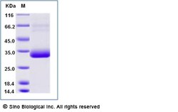 Sino Biological Recombinant Human CD277/BTN3A1 Protein (His Tag), Amine-Labeled