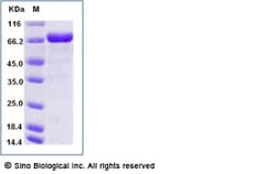 Sino Biological Recombinant Human LRRC32 Protein (His Tag), Amine-Labeled