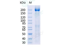 Sino Biological Recombinant Human Igf2r Protein (hFc Tag), HPLC-verified,