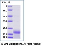 Sino Biological Recombinant Human ENSA Protein (His Tag), Amine-Labeled