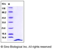 Sino Biological Recombinant Human SDF-1/CXCL12 Protein (isoform a), Quantity: