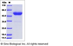 Sino Biological Recombinant Human OX40 Ligand/TNFSF4 Protein (ECD, mFc