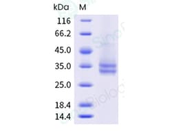 Sino Biological Human A2aR-Nanodisc Protein (His & Flag Tag, thermostabilizing