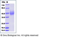 Sino Biological Recombinant Human Siglec-3/CD33 Protein (His Tag), Amine-Labeled