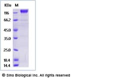 Sino Biological Recombinant Human Semaphorin 4D Protein (ECD, hFc Tag),