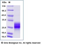 Sino Biological Recombinant Human M-CSF/CSF1 Protein (His Tag), Amine-Labeled