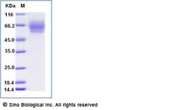 Sino Biological Recombinant Human CEACAM-8/CD66b Protein (His & AVI Tag),