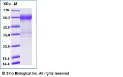 Sino Biological Recombinant Human SLAMF7/CRACC/CS1 Protein (hFc Tag), Amine-Labeled