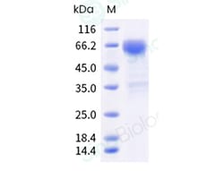 Sino Biological Recombinant Human SLAMF7/CRACC/CS1 Protein (ECD, hFc Tag),