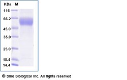 Sino Biological Recombinant Human SIRP alpha/SHPS-1 Protein (ECD, His &