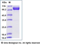 Sino Biological Recombinant Human Nectin-1/PVRL1 Protein (hFc Tag), Amine-Labeled