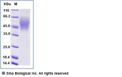 Sino Biological Recombinant Human B7-H2/ICOSLG Protein (His Tag), Amine-Labeled