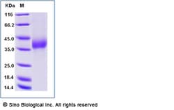 Sino Biological Recombinant Human NKp44/NCR2 Protein (His Tag), Amine-Labeled