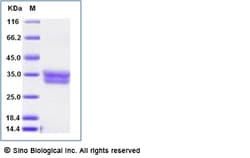 Sino Biological Recombinant Human VSIG2 Protein (His Tag), Amine-Labeled