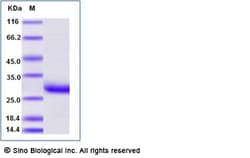 Sino Biological Recombinant Human C-Reactive Protein Protein, Amine-Labeled