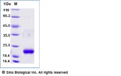 Sino Biological Recombinant Human REG1A Protein (His Tag), Amine-Labeled