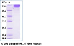 Sino Biological Recombinant Human B7-H3 Protein (ECD, hFc Tag), Amine-Labeled