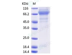 Sino Biological Recombinant Human PLTP Protein (His Tag), Amine-Labeled