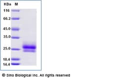Sino Biological Recombinant Human Beta-NGF Protein, Quantity: Each of 1