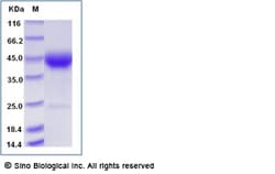 Sino Biological Recombinant Human CD24 Protein (rFc Tag), HPLC-verified,