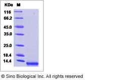 Sino Biological Recombinant Human MCP-2/CCL8 Protein (His Tag), Quantity: