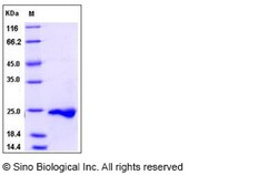 Sino Biological Recombinant Human IL-16 Protein (His Tag), Quantity: Each