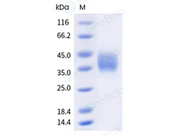 Sino Biological Recombinant Human TIGIT Protein (Dimer, His & AVI Tag),