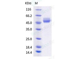 Sino Biological Recombinant Human TIGIT Protein (hFc & AVI Tag), Biotinylated,