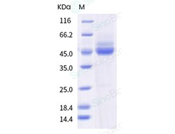 Sino Biological Recombinant Human TIGIT Protein (mFc Tag), HPLC-verified,