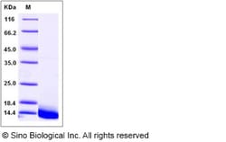 Sino Biological Recombinant Human beta Defensin 3/DEFB103A Protein (His