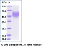 Sino Biological Recombinant Human B7-H4 Protein (His Tag), Amine-Labeled