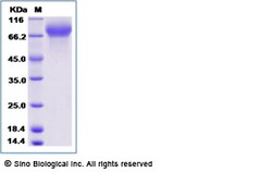 Sino Biological Recombinant Human B7-H4 Protein (mFc Tag), HPLC-verified,