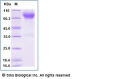 Sino Biological Recombinant Human B7-H4 Protein (hFc Tag), Amine-Labeled