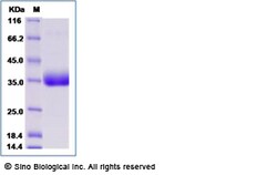 Sino Biological Recombinant Human IgG1-Fc Protein (103 Cys/Ser), Amine-Labeled