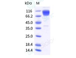 Sino Biological Recombinant Human B7-2/CD86 Protein (hFc & AVI Tag), Biotinylated,