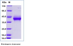Sino Biological Recombinant Human BCMA Protein (ECD, hFc Tag), HPLC-verified,