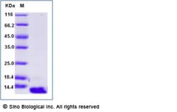 Sino Biological Recombinant Human CCL26/Eotaxin-3 Protein, Quantity: Each