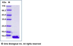 Sino Biological Recombinant Human CCL26/Eotaxin-3 Protein, Quantity: Each