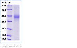 Sino Biological Recombinant Human TFPI Protein (His Tag), Amine-Labeled