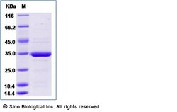 Sino Biological Recombinant Human Annexin V/ANXA5 Protein, Amine-Labeled