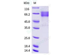 Sino Biological Recombinant Human HVEM Protein (hFc & AVI Tag), Biotinylated,