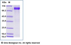 Sino Biological Recombinant Human GFR Alpha-1/GFRA1 Protein (hFc Tag),