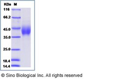 Sino Biological Recombinant Human PD-L2/B7-DC Protein (His Tag), Amine-Labeled