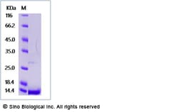 Sino Biological Recombinant Human NT-4 Protein, Quantity: Each of 1