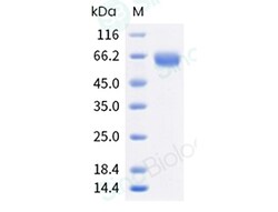 Sino Biological Human EPO Protein (Fc Tag), Quantity: Each of 1