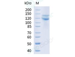Sino Biological Recombinant Human E-Cadherin Protein (hFc Tag), Amine-Labeled