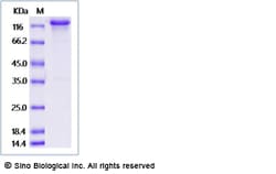 Sino Biological Recombinant Human HER3/ERBB3 Protein (hFc Tag), Amine-Labeled