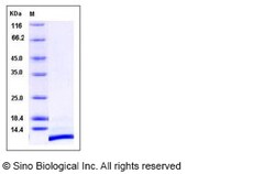 Sino Biological Recombinant Human SDF-1/CXCL12 Protein, Quantity: Each